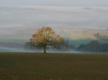 Misty valley tree light.jpg